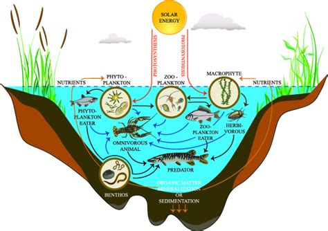 Comparing diversity and structure of freshwater fish.